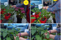 [6월 11일] 고추가 열렸어요. 2